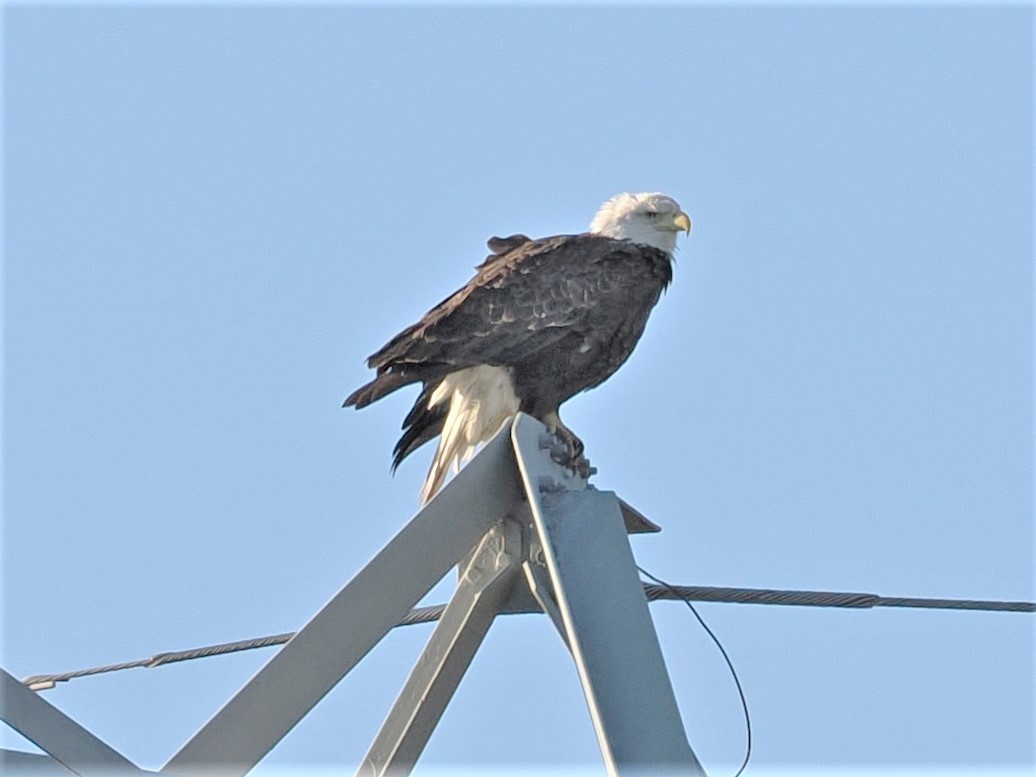 Bald Eagle - ML550076751