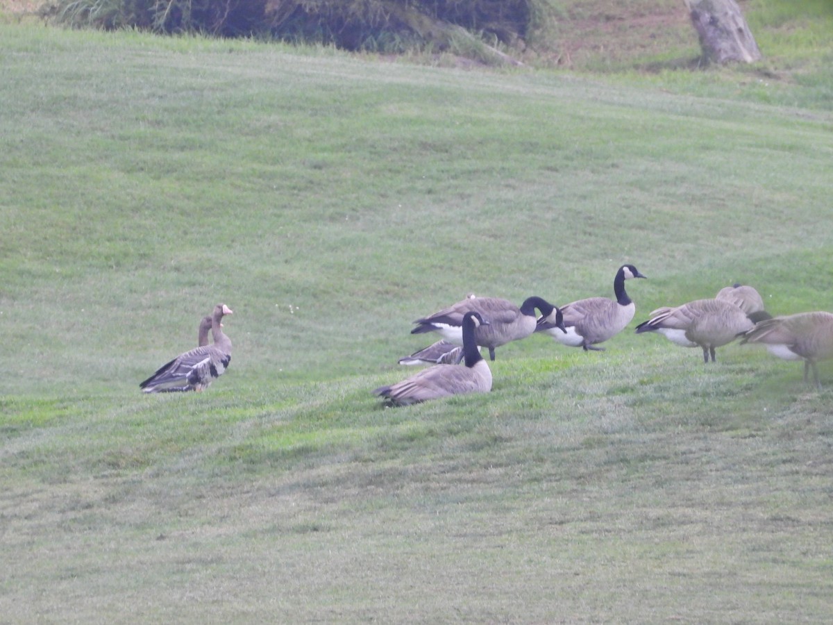 Greater White-fronted Goose - ML550076801