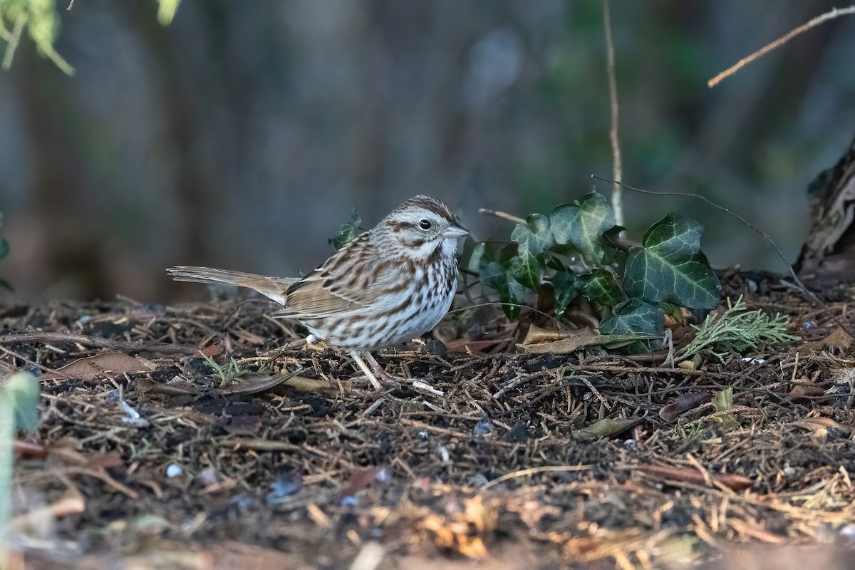 Song Sparrow - ML550077891