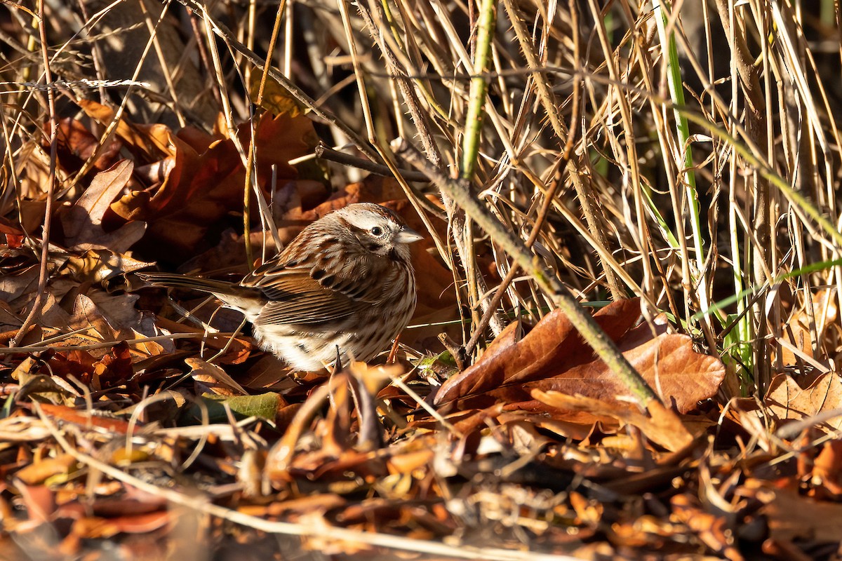 Song Sparrow - ML550077901