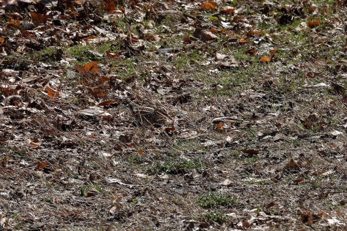 Wilson's Snipe - ML550078281