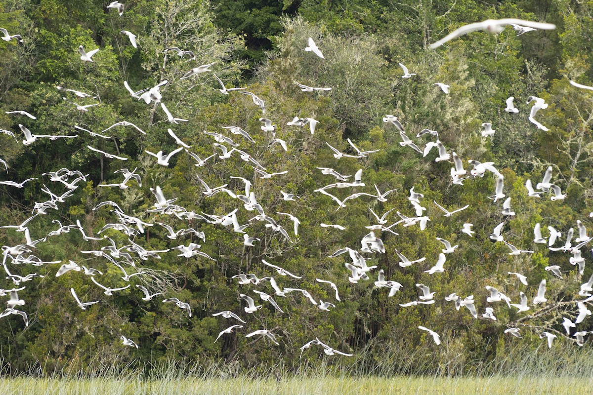 Brown-hooded Gull - ML550079231