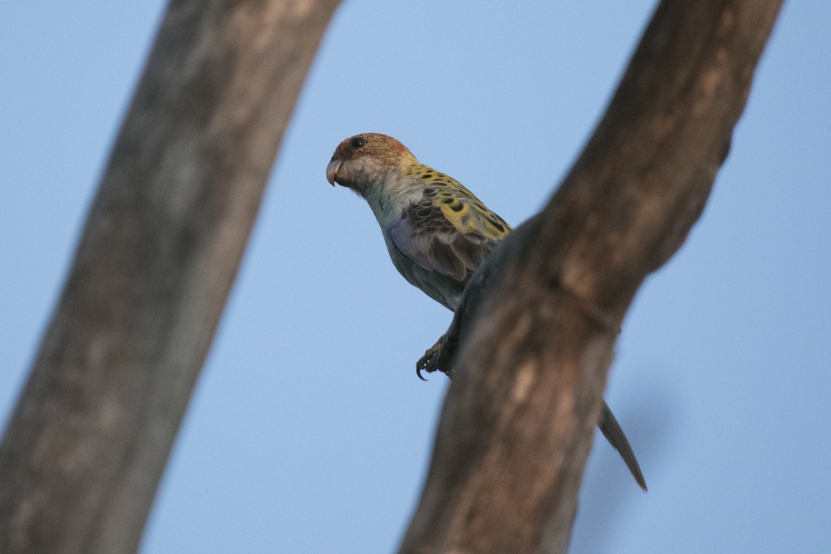 Eastern x Pale-headed Rosella (hybrid) - ML550079801