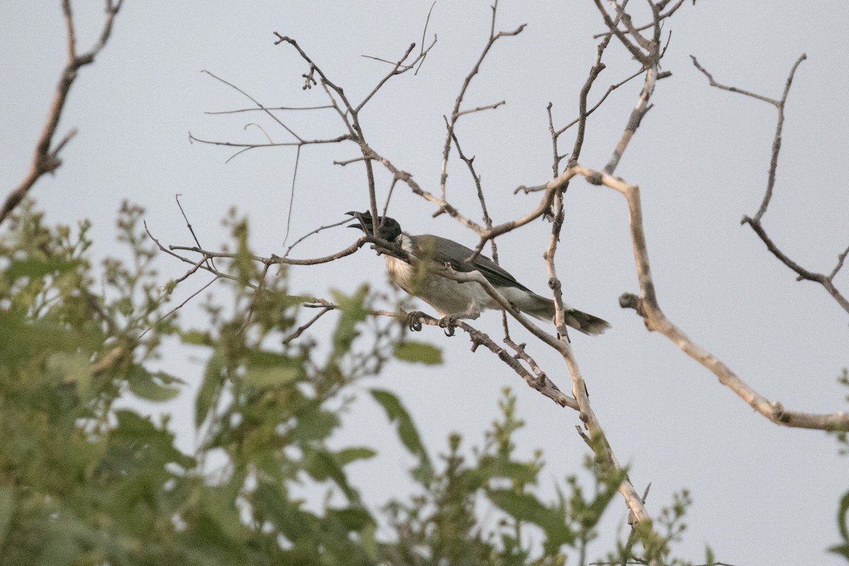 Noisy Friarbird - ML550079921