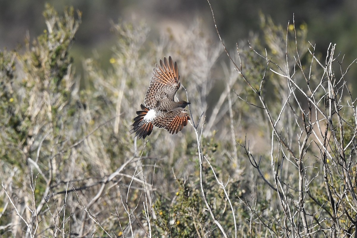 Northern Flicker - ML550081631