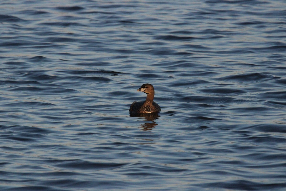 Pied-billed Grebe - ML550081691