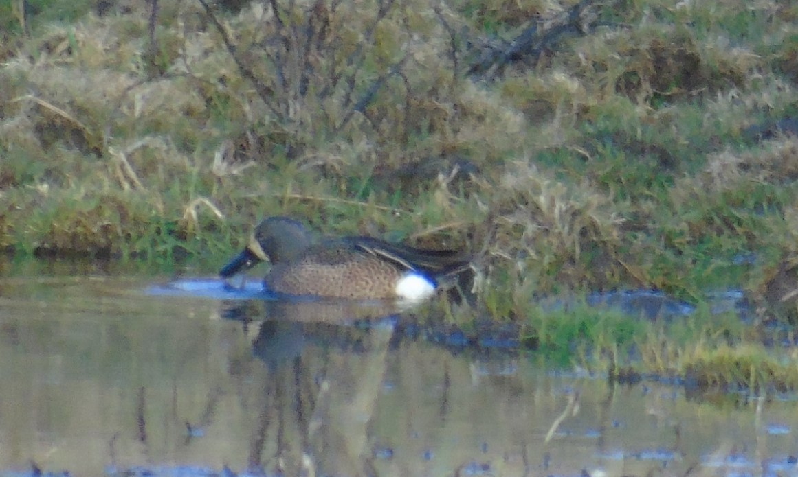 Blue-winged Teal - ML550081731