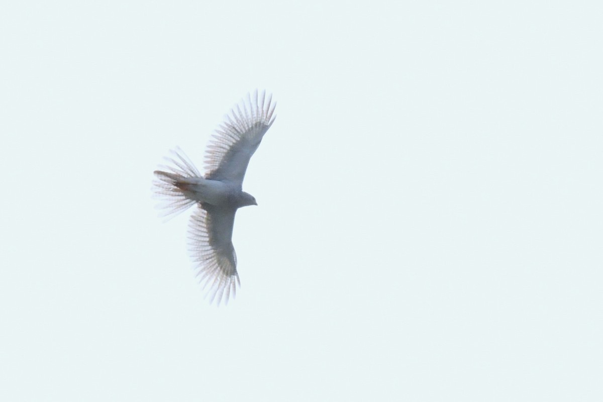 Gray Goshawk - Trevor Ross