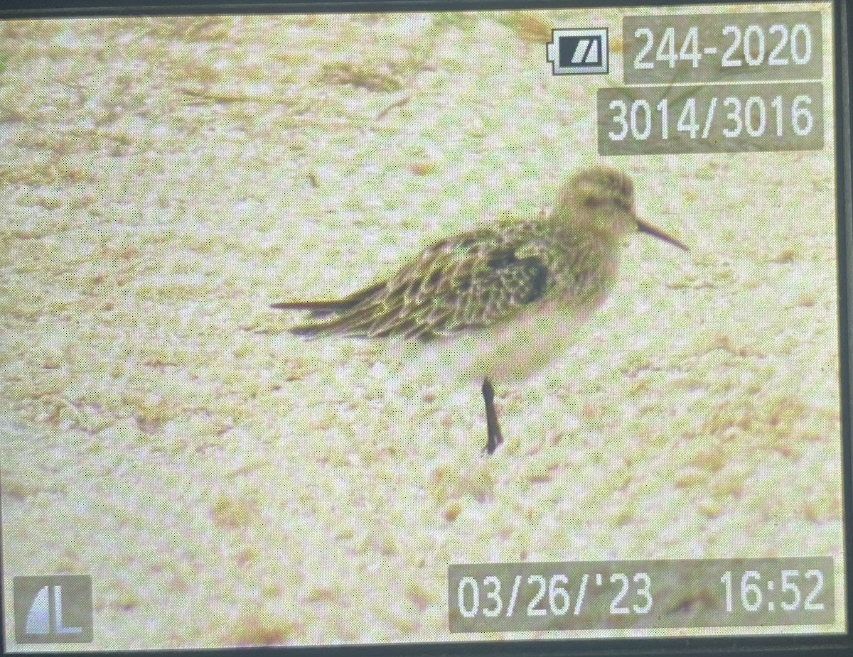 Baird's Sandpiper - ML550083651