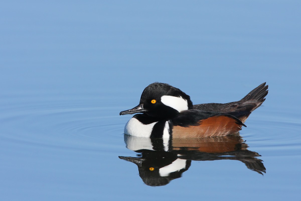 Hooded Merganser - Scott Carpenter