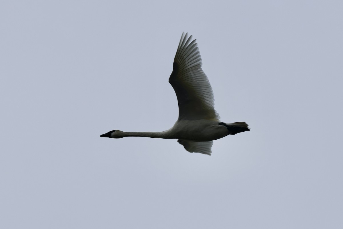 Trumpeter Swan - ML550084031