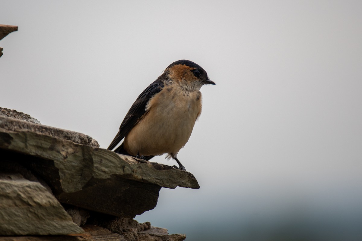 Red-rumped Swallow - ML550084681