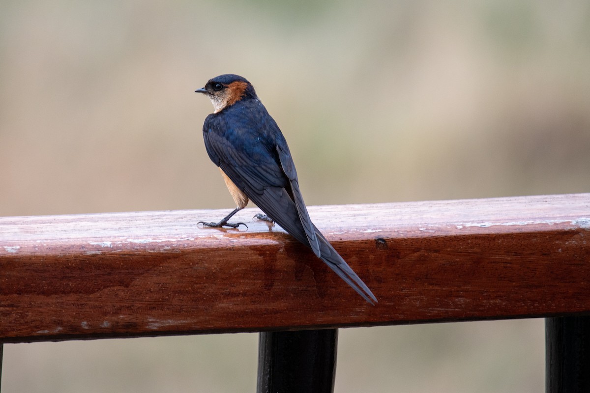 Red-rumped Swallow - ML550084691