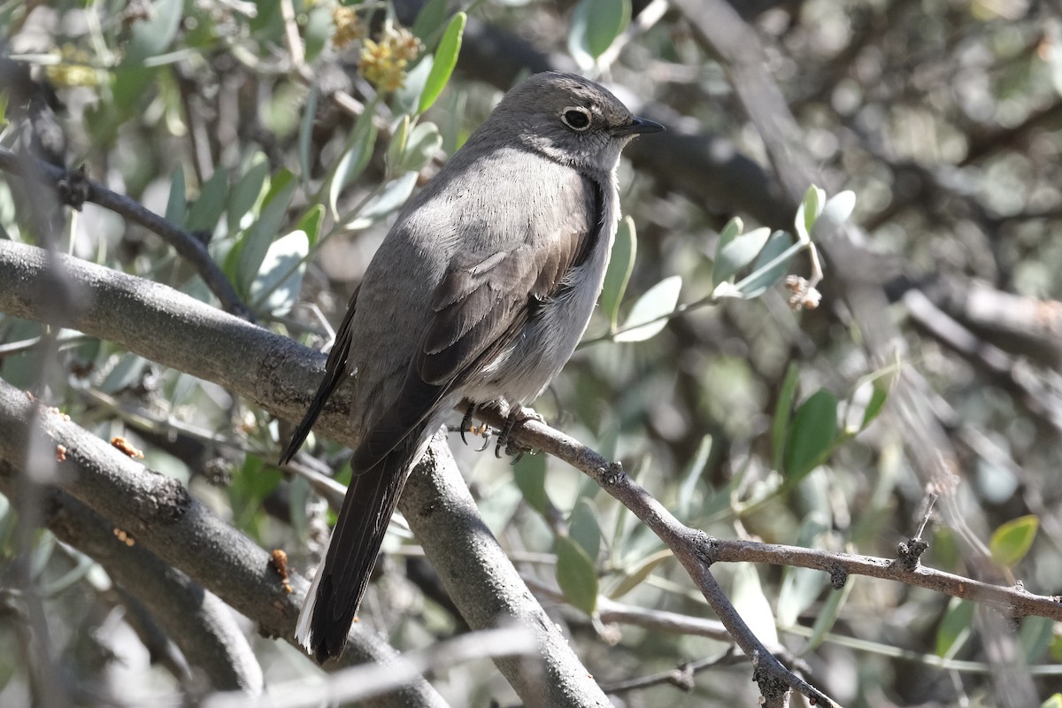 Townsend's Solitaire - ML550084711