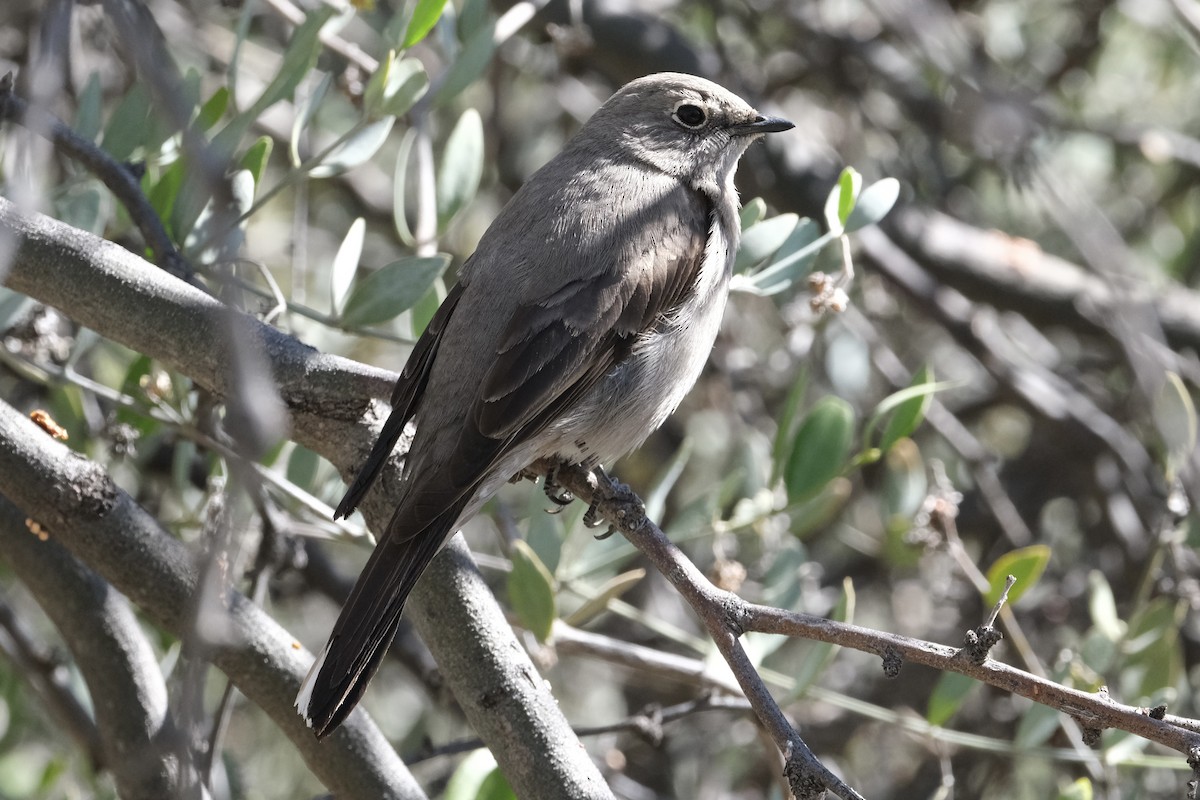 Townsend's Solitaire - ML550084721