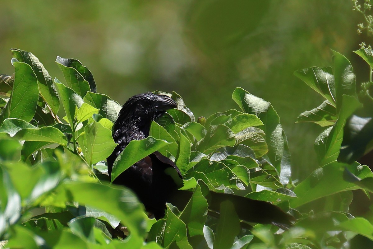 Groove-billed Ani - ML550085071