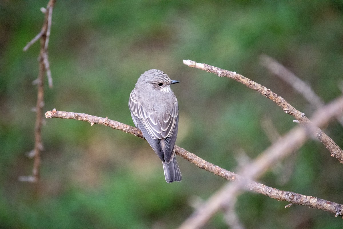 African Gray Flycatcher - ML550086061