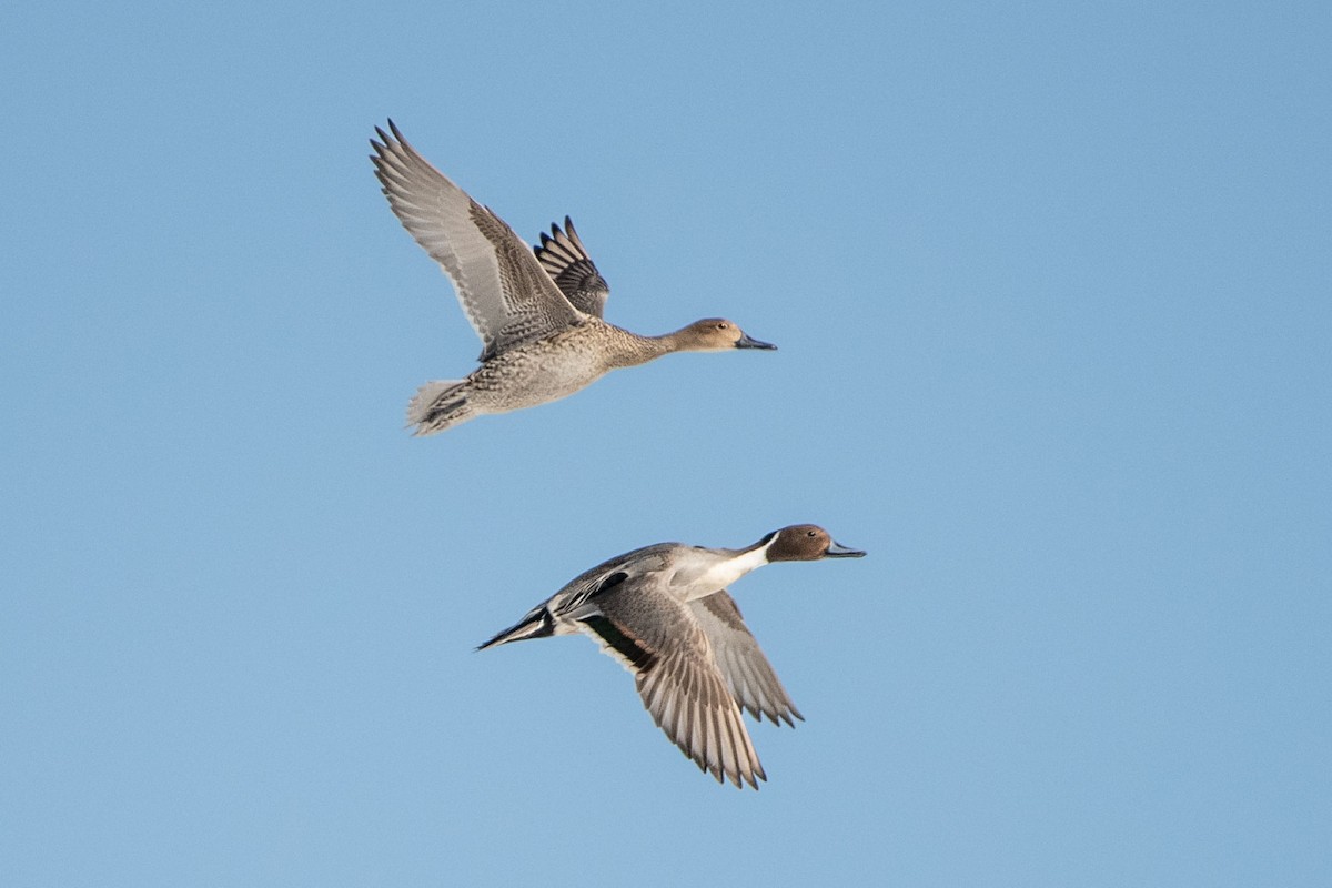 Northern Pintail - ML550086681