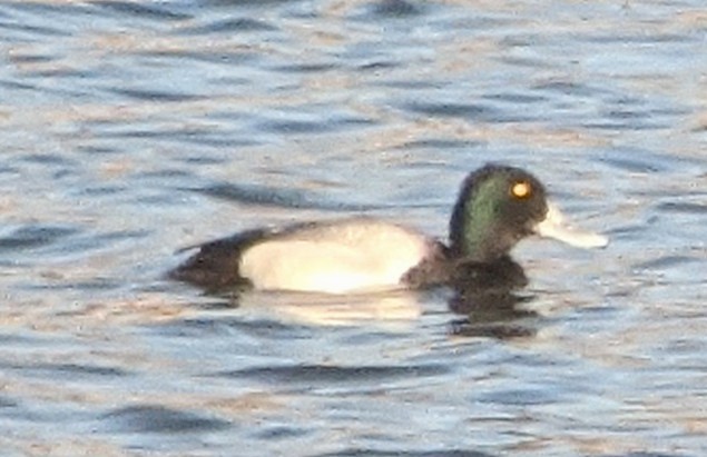 Greater Scaup - ML550088981