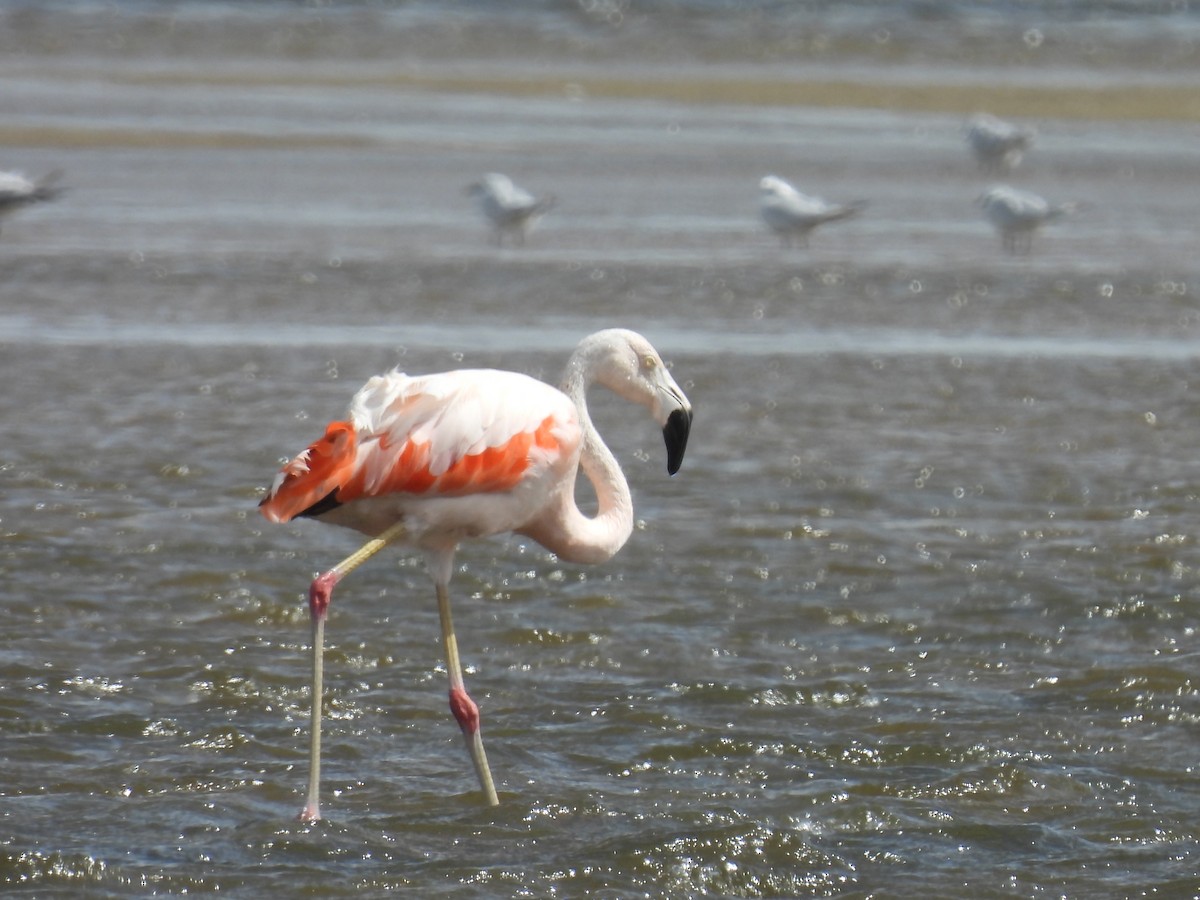 Chilean Flamingo - ML550089741