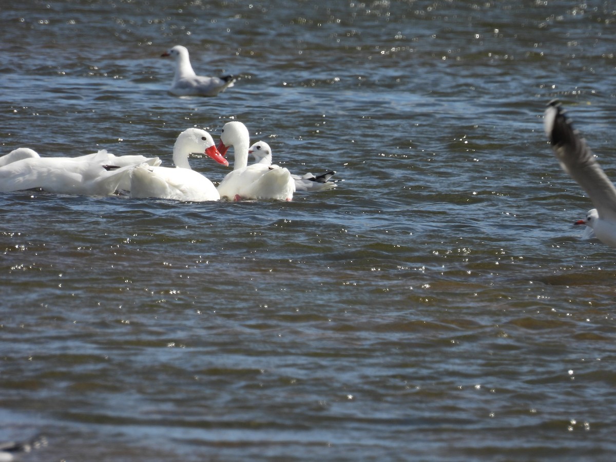 Coscoroba Swan - ML550091641