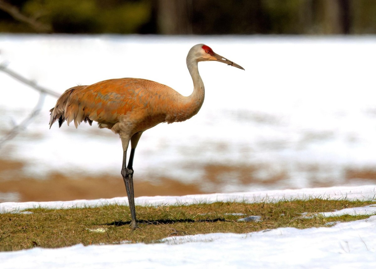 Sandhill Crane - Craig Heberton