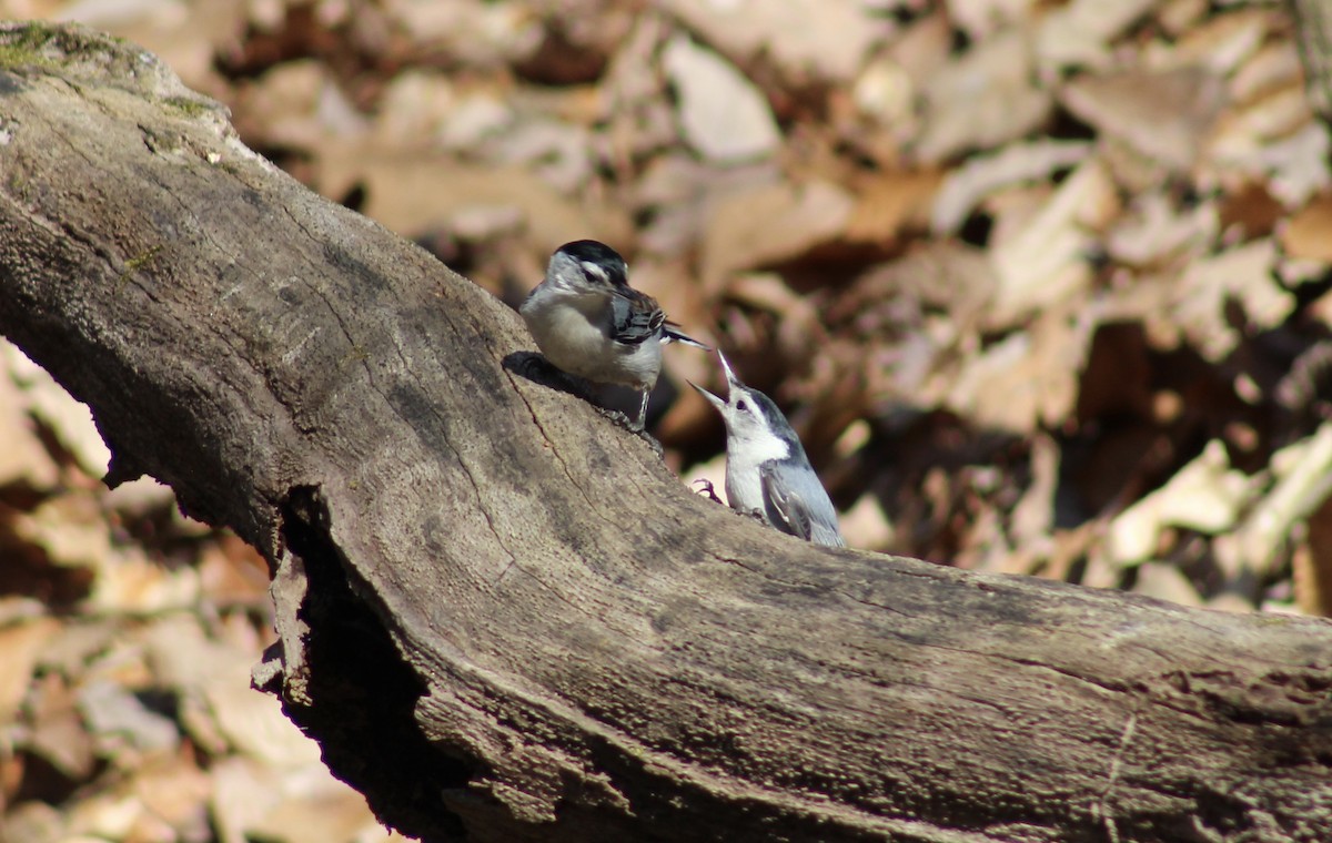 White-breasted Nuthatch - ML550092061