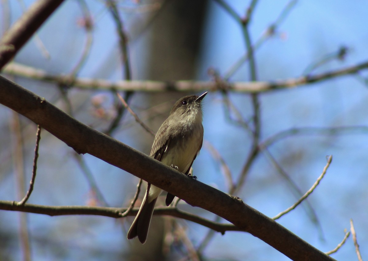 Eastern Phoebe - ML550092221