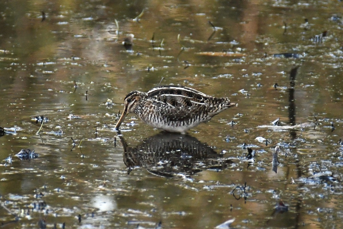 Wilson's Snipe - ML550093211