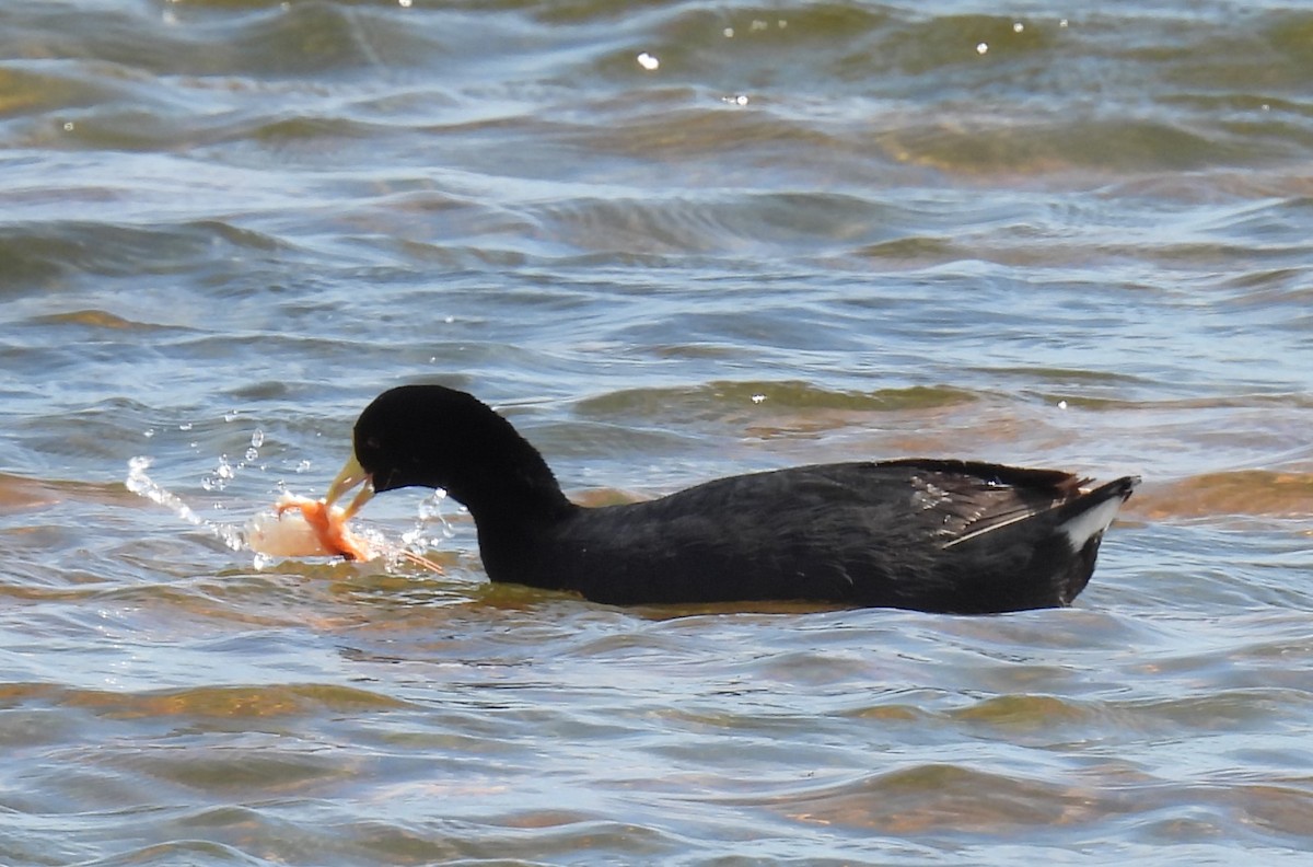 White-winged Coot - ML550093411