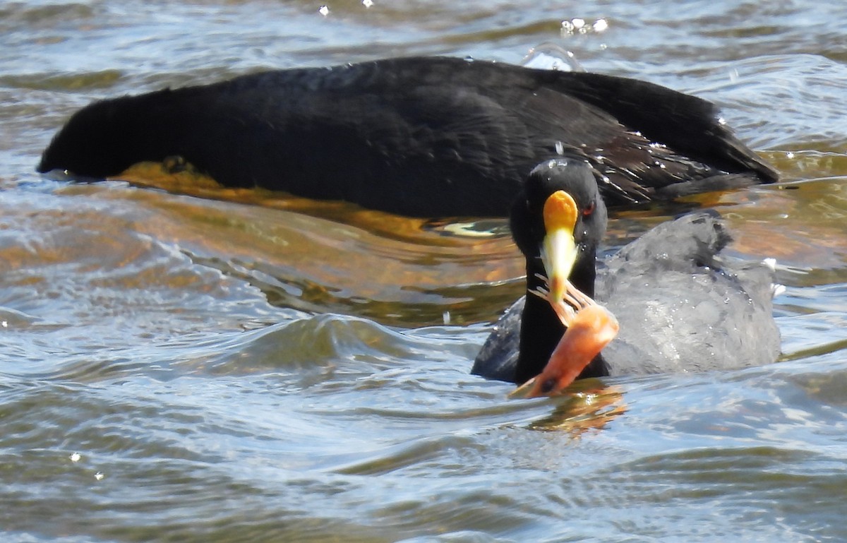 White-winged Coot - ML550093421