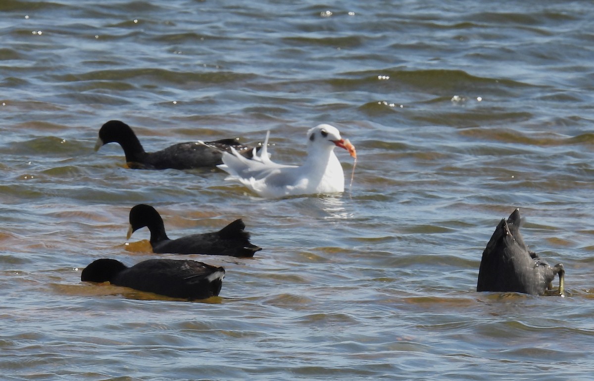 Brown-hooded Gull - ML550094351