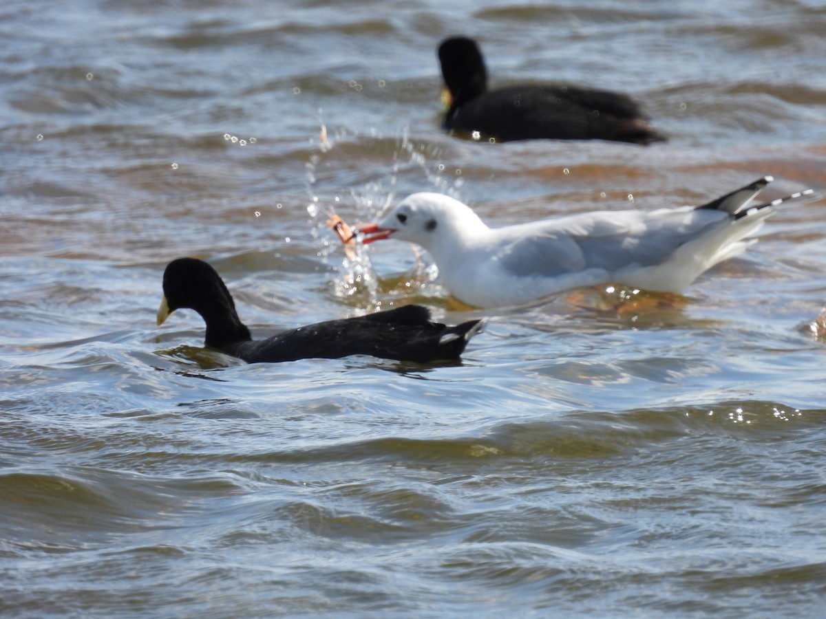 Brown-hooded Gull - ML550094361