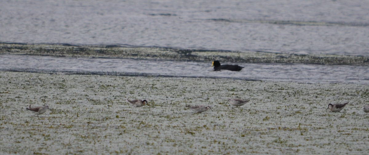 Phalarope de Wilson - ML550094441