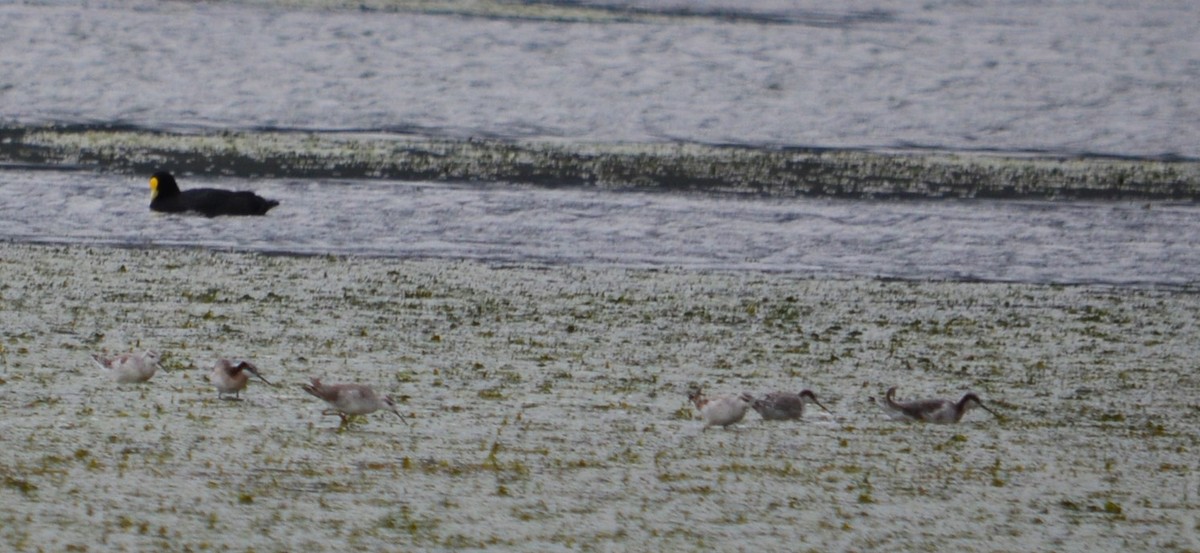 Wilson's Phalarope - ML550094461