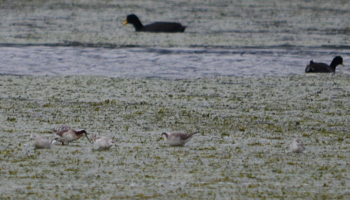 Wilson's Phalarope - ML550094471