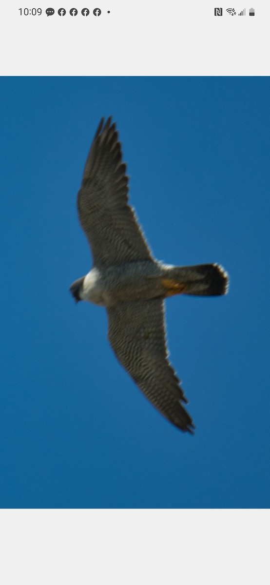 Peregrine Falcon - ML550094521