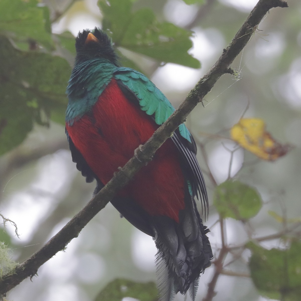 Golden-headed Quetzal - ML550094621