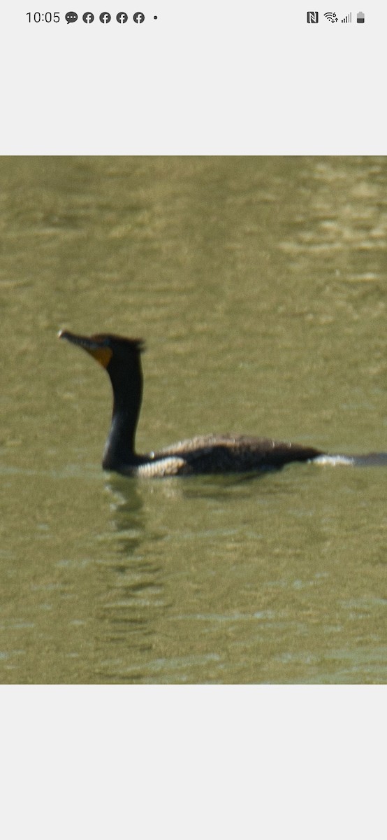 Double-crested Cormorant - ML550094921