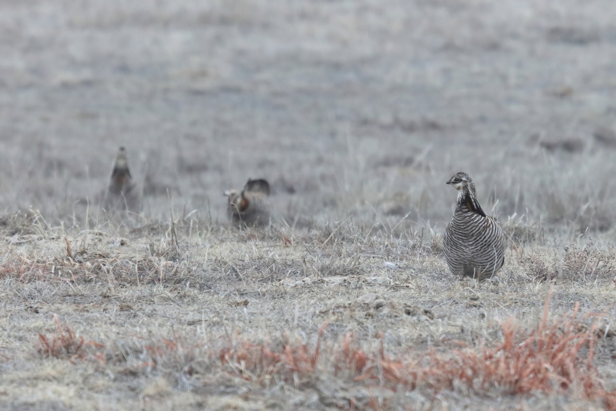 Tétras des prairies - ML550095161