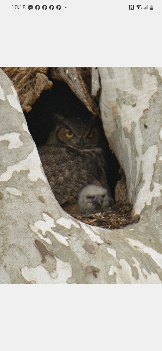 Great Horned Owl - ML550095311