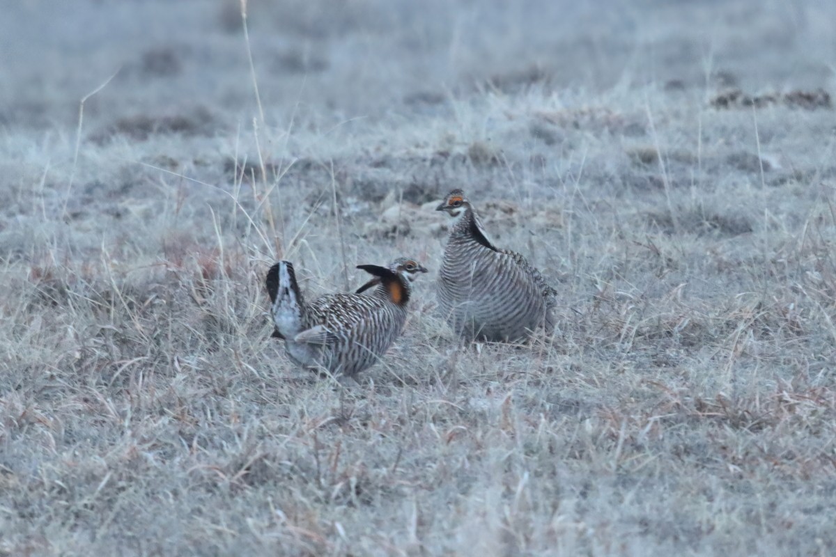 Tétras des prairies - ML550096091