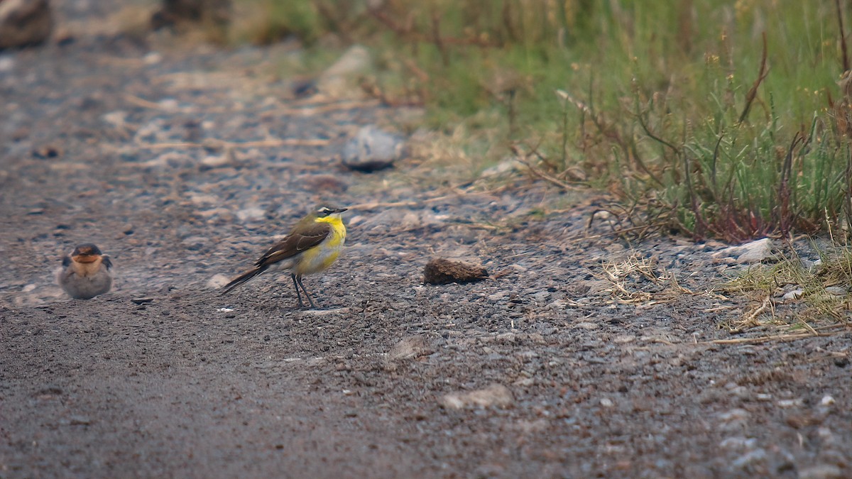 Eastern Yellow Wagtail (Eastern) - ML550096881
