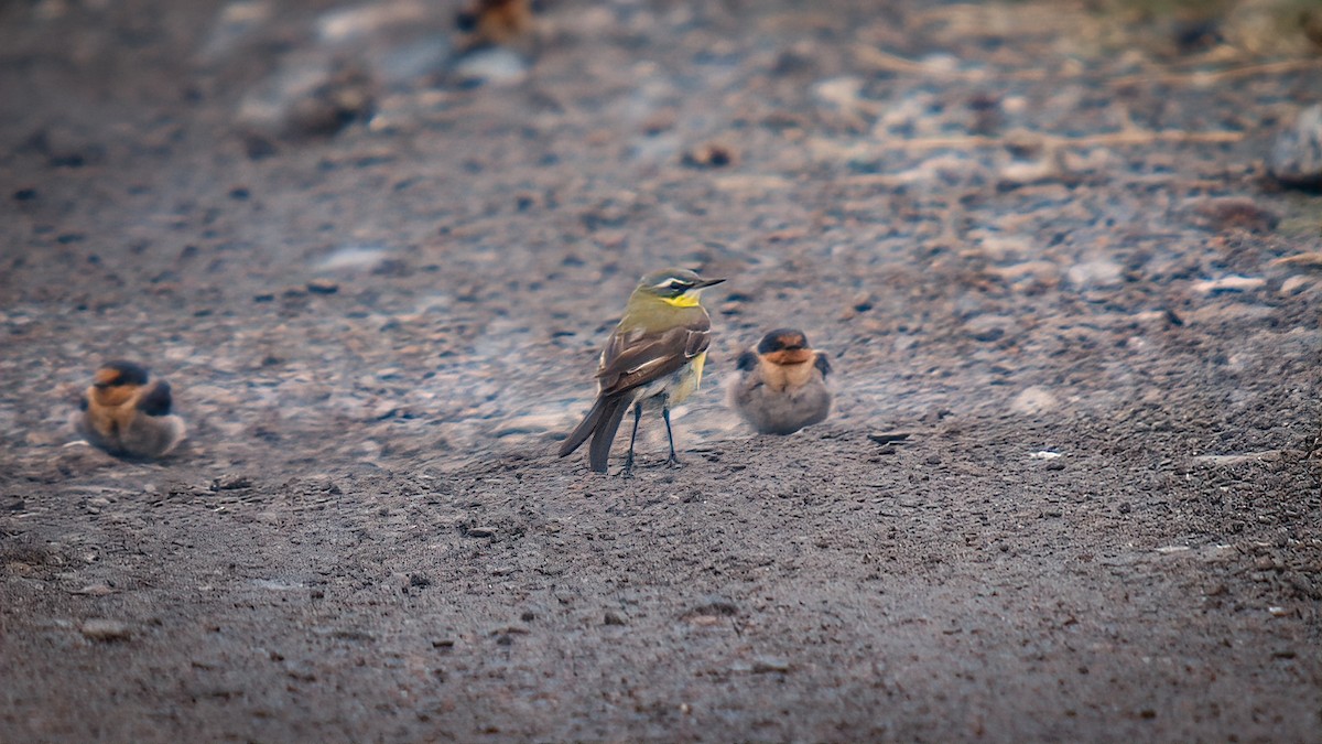 Eastern Yellow Wagtail (Eastern) - ML550096901