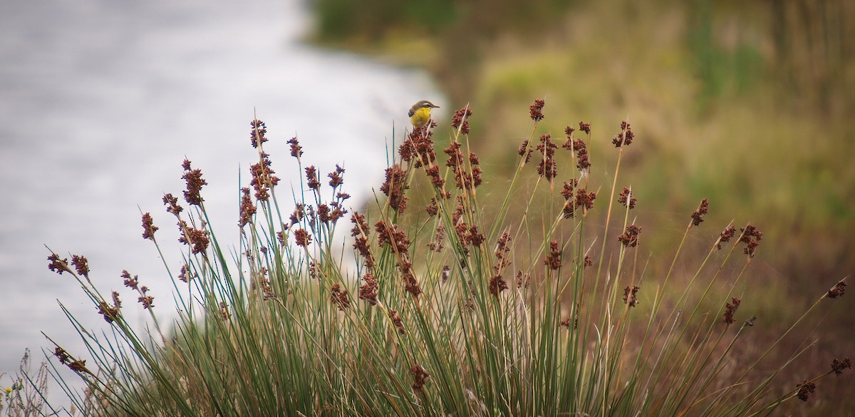 Eastern Yellow Wagtail (Eastern) - ML550096931