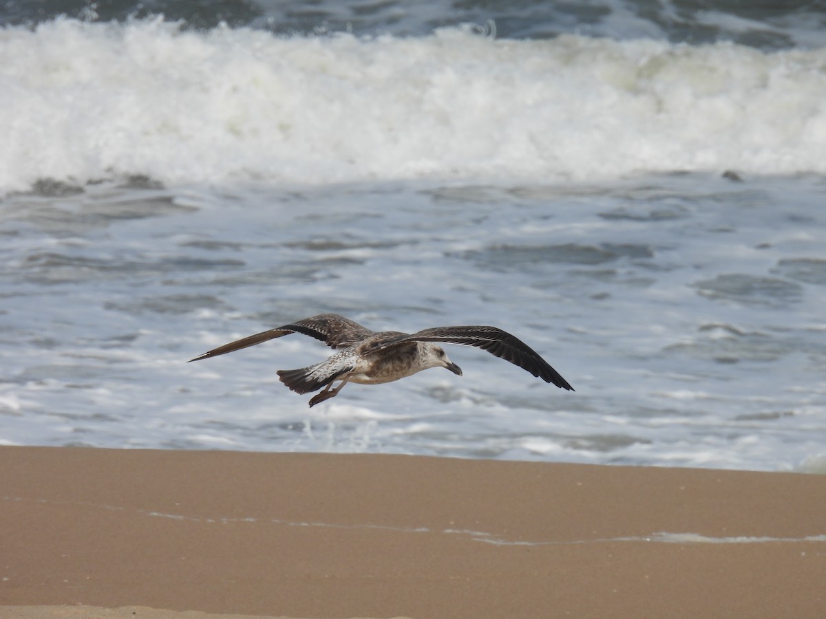 Kelp Gull - ML550097381