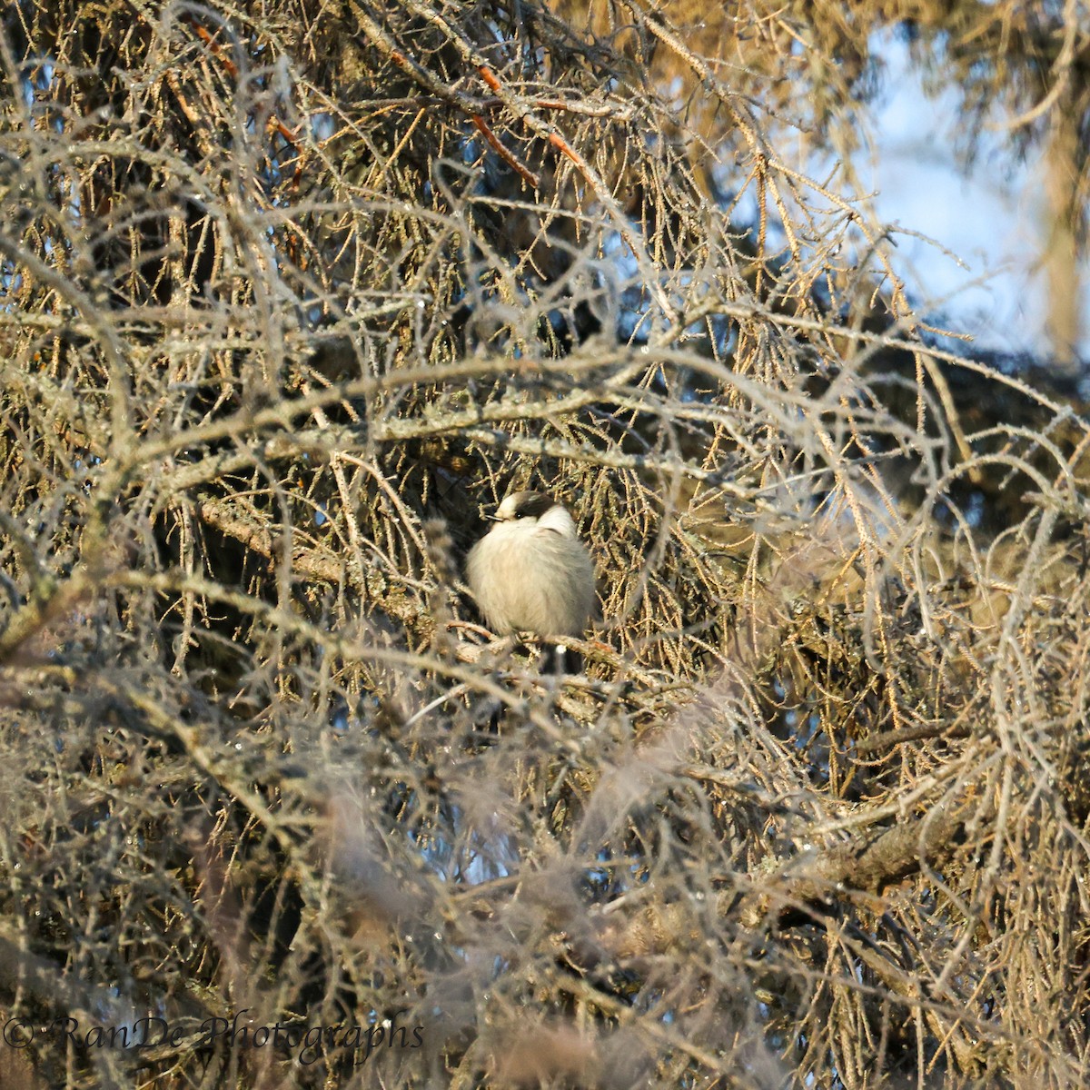 Canada Jay - ML550097731