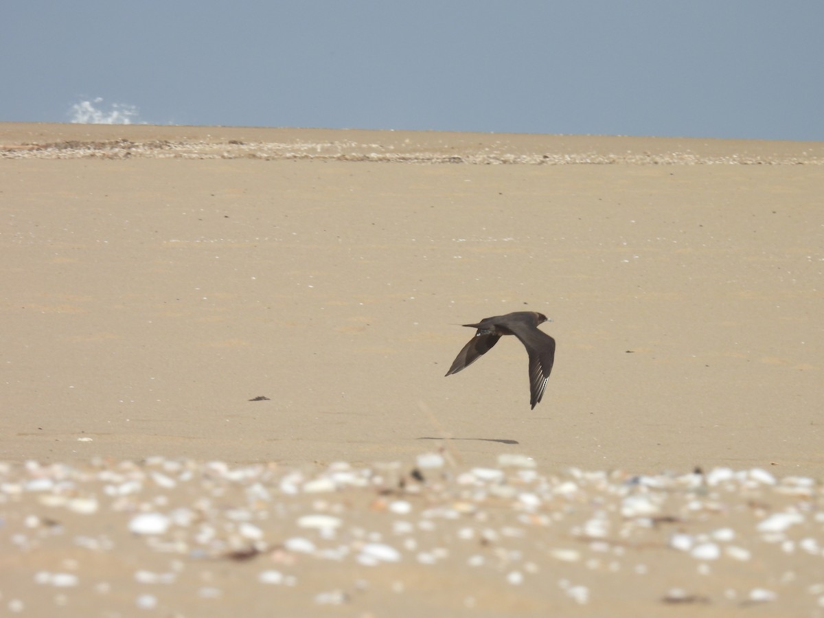 Parasitic Jaeger - ML550097981