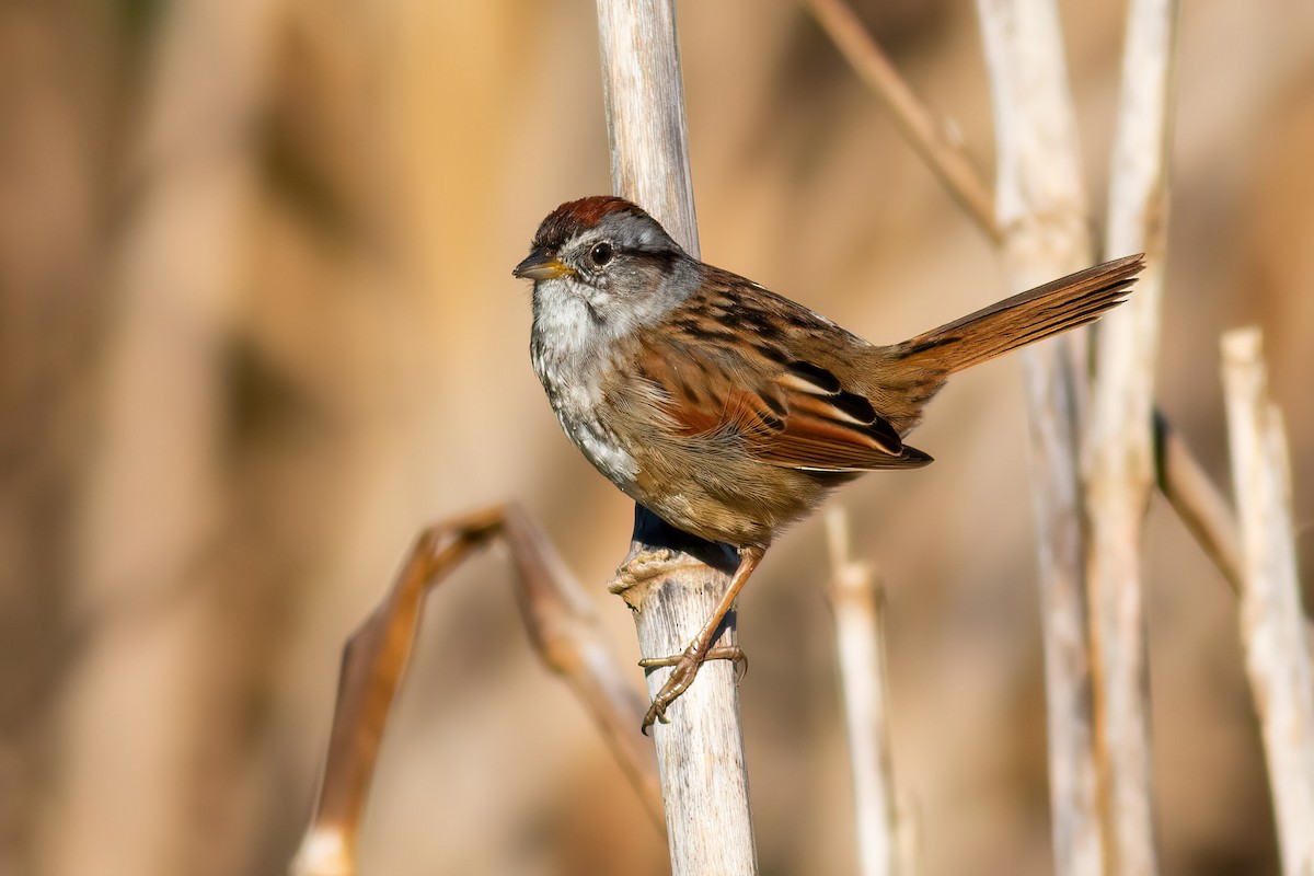 Swamp Sparrow - ML550098381