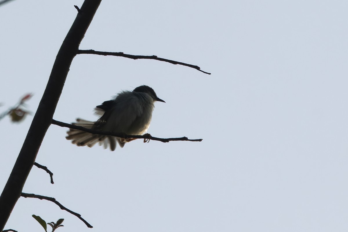 Gray-breasted Prinia - ML550099221